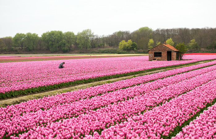Roze tulpenvelden van de Bollenstreek, Zuid-Holland, Nederland