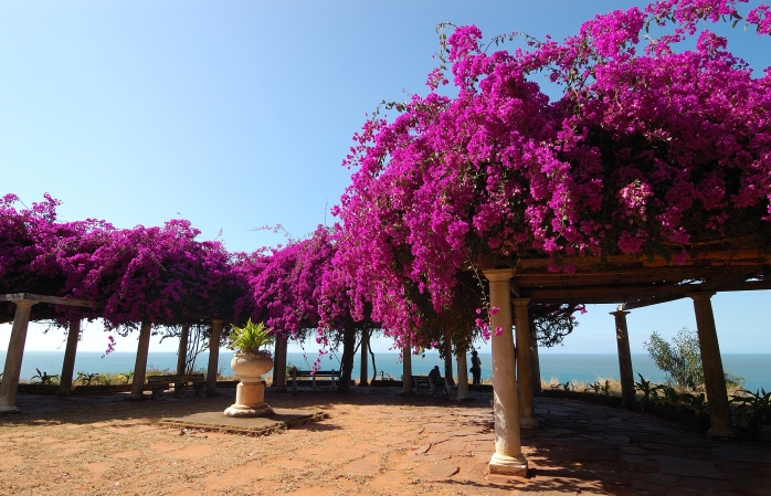 Een bloementuin in fuchsia-tinten met uitzicht over de kust in Maputo.