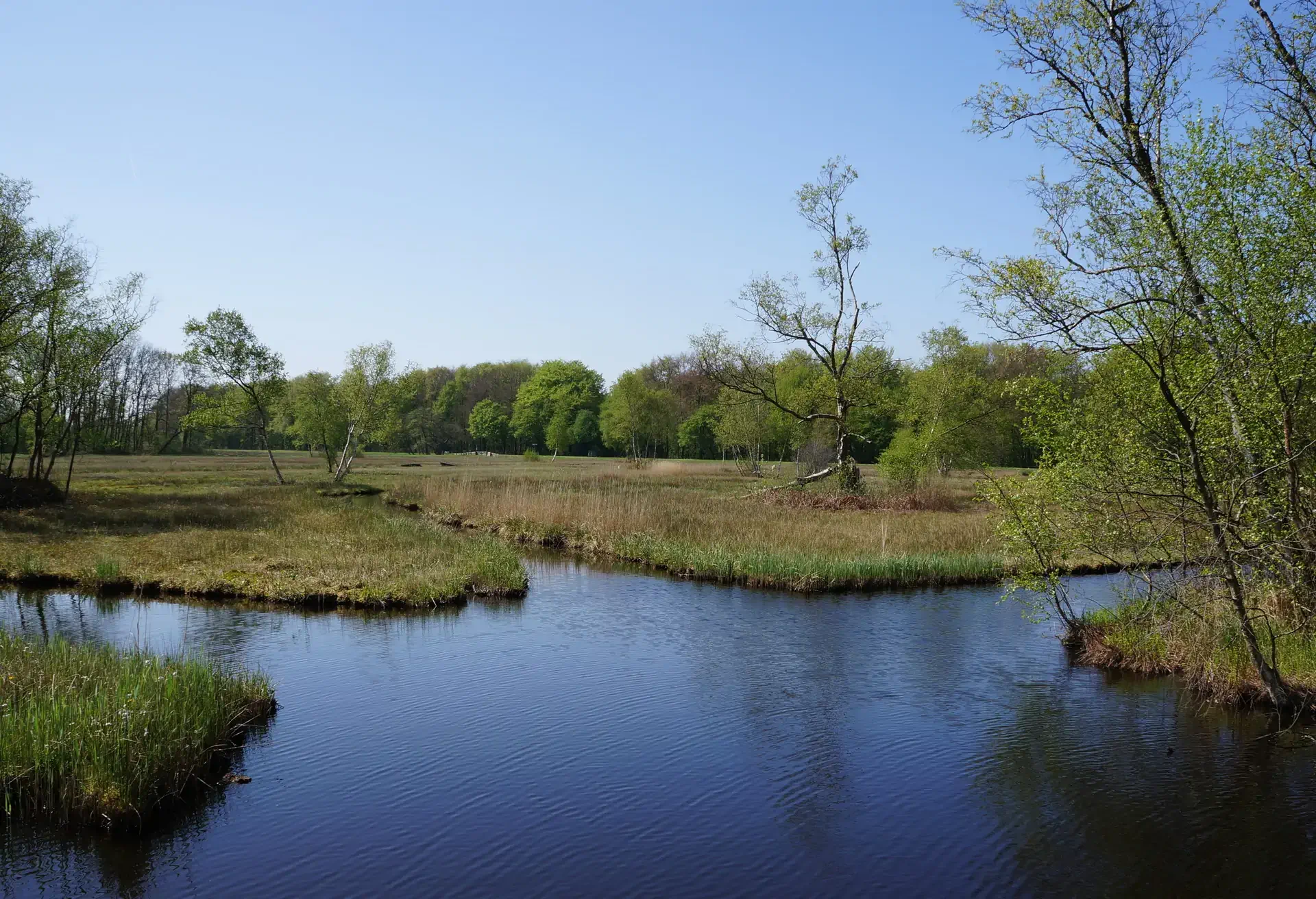 Een pad met bomen in het Amsterdamse Bos.