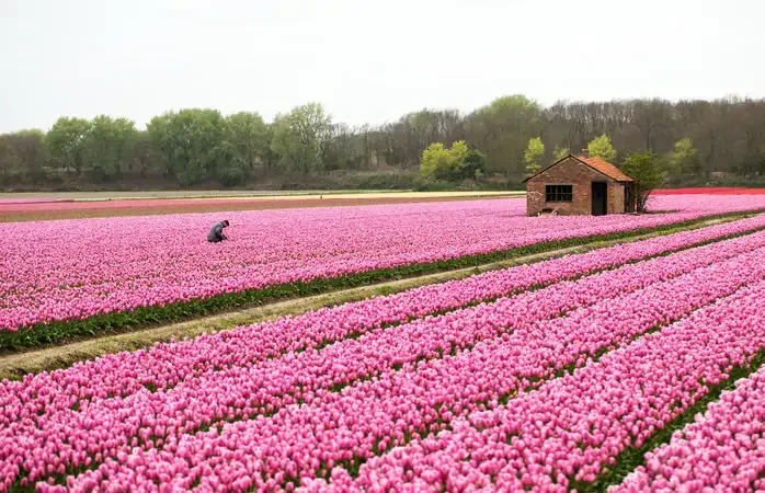 Pink Tulips fields of the Bollenstreek, South Holland, Netherlands ; Shutterstock ID 758149372