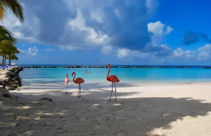 Flamingos standing close to the sea on a beach in Aruba.
