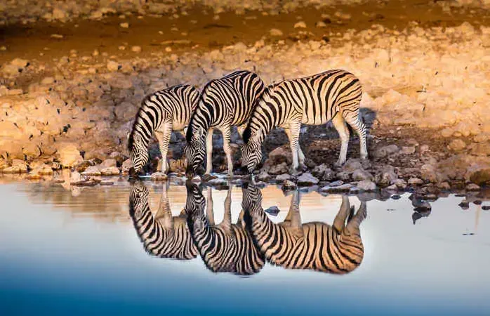 Reflection of a group of Burchell's zebras while drinking in a waterhole in Etosha National Park